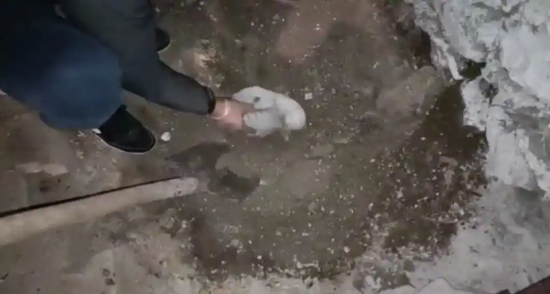 Toprağın altından cephane çıktı