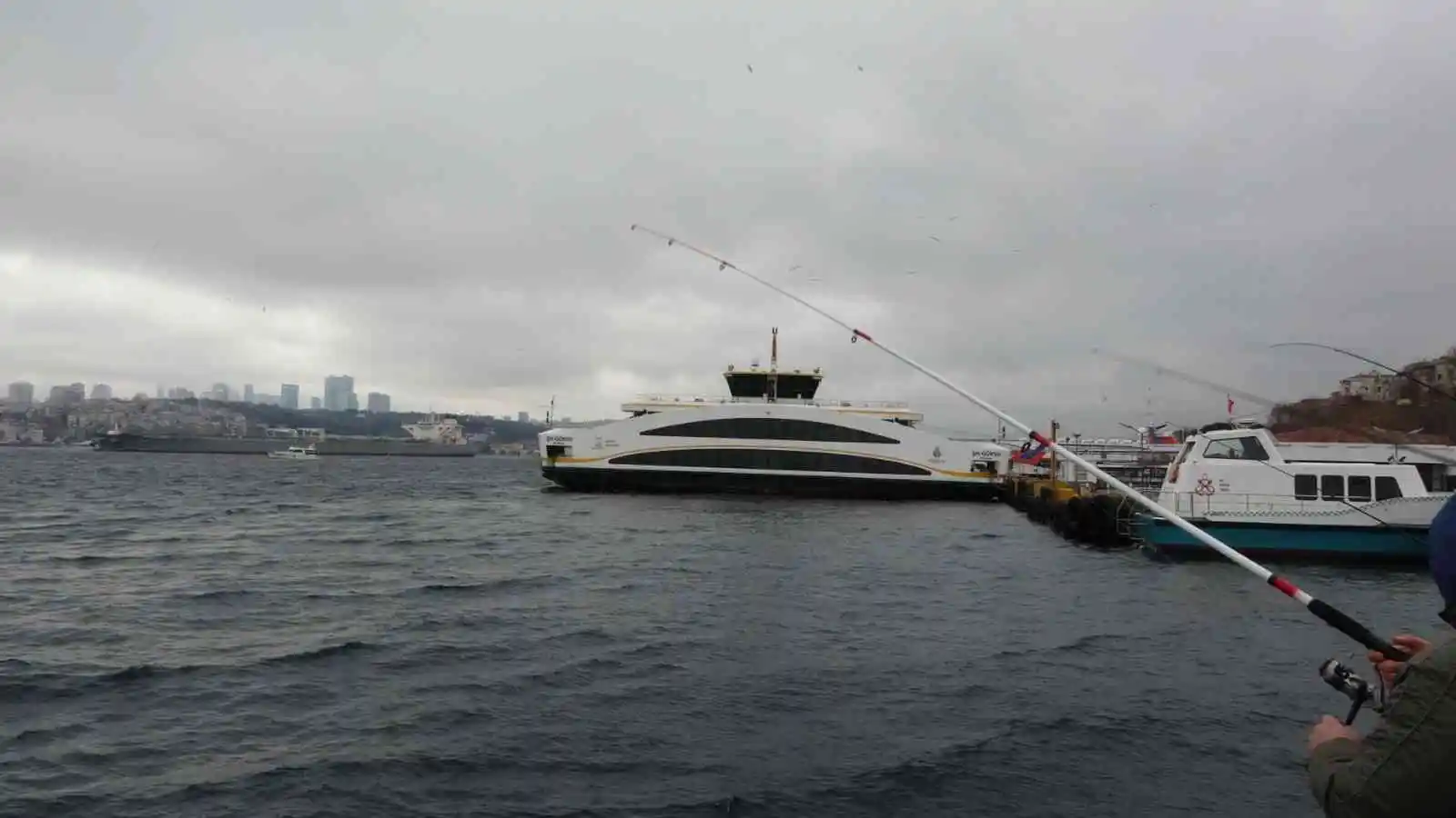 Üsküdar'da iki geminin arasında sıkışan yunus öldü