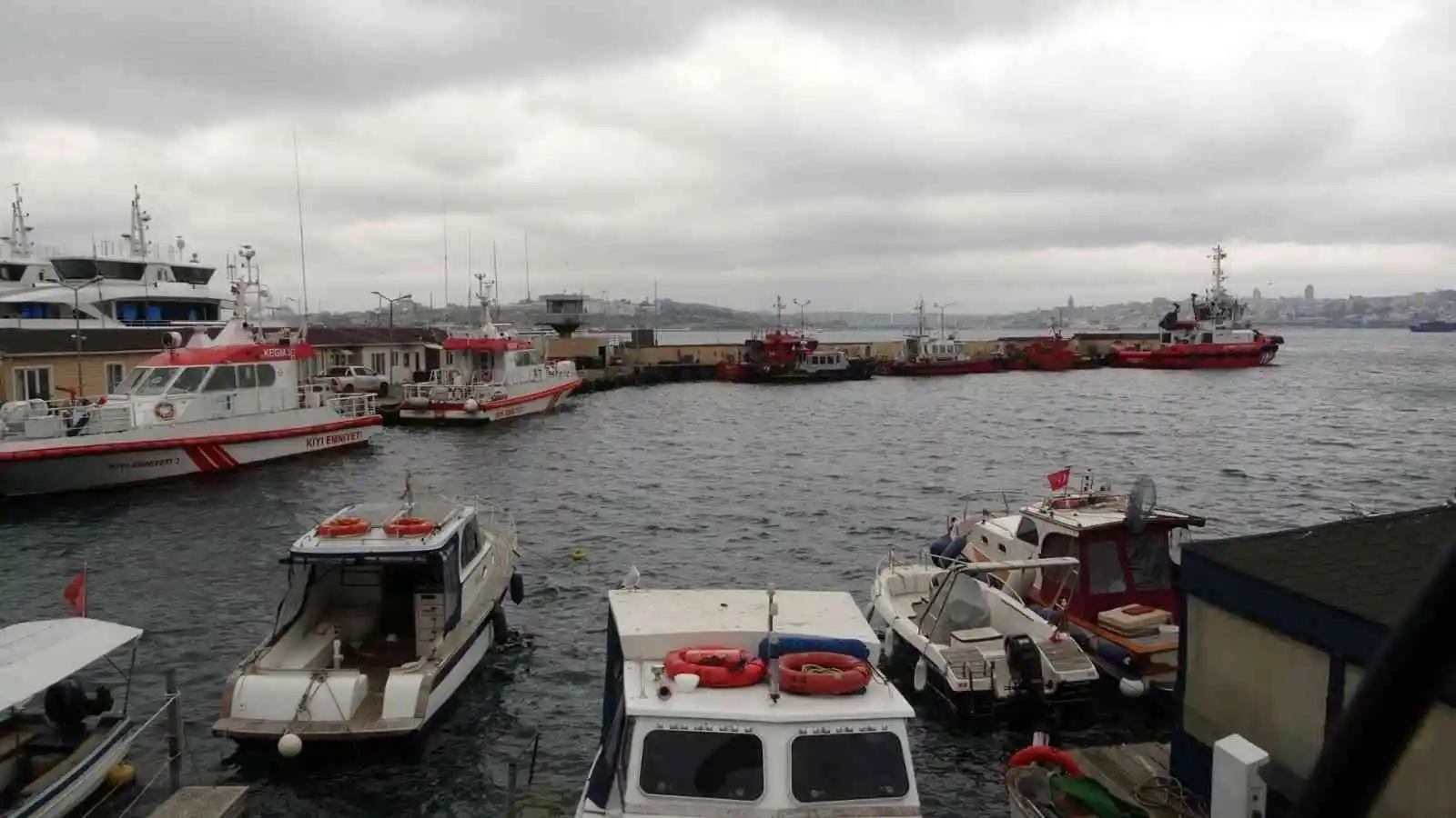 Üsküdar’da iki geminin arasında sıkışan yunus öldü