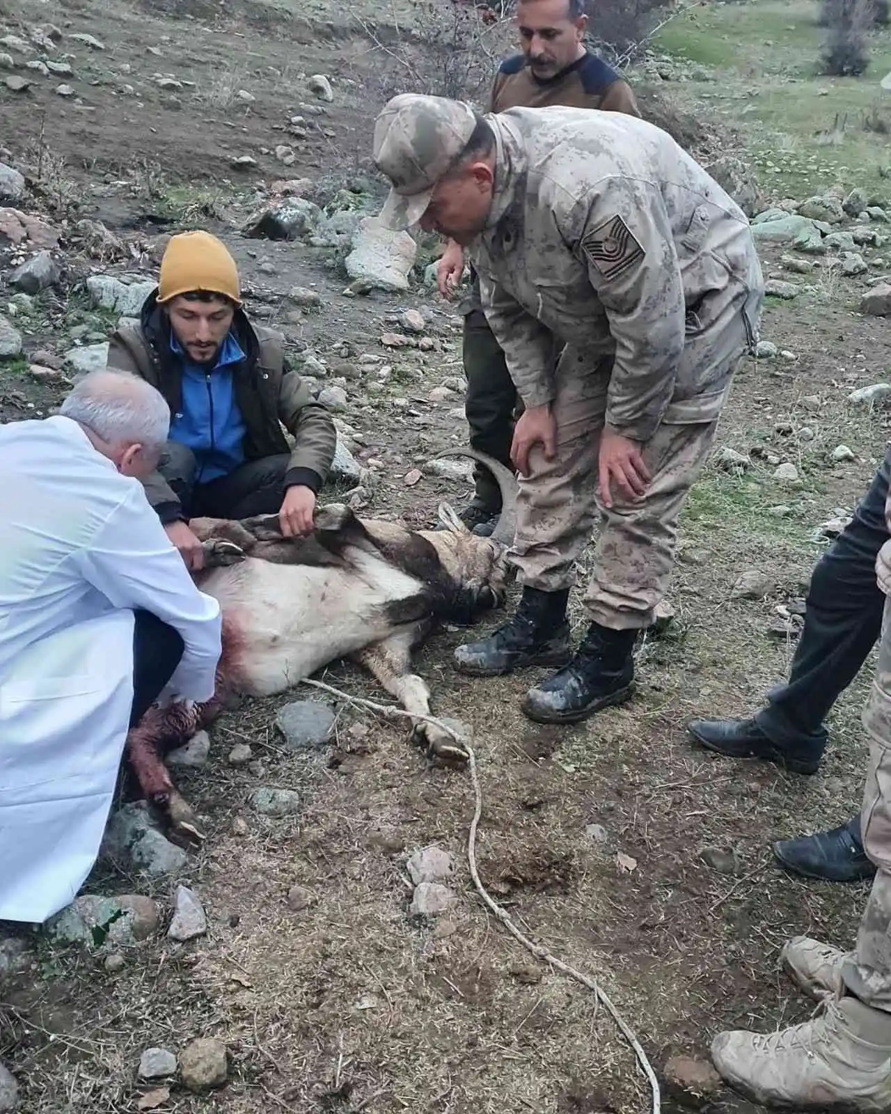 Yaralı dağ keçisi tedavi altına alındı
