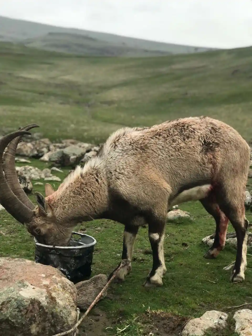 Yaralı dağ keçisi tedavi altına alındı
