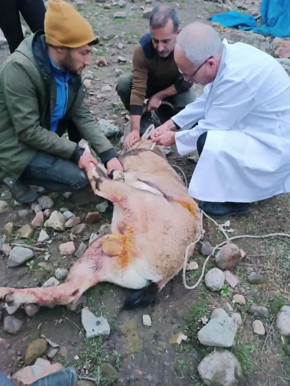 Yaralı dağ keçisi tedavi altına alındı
