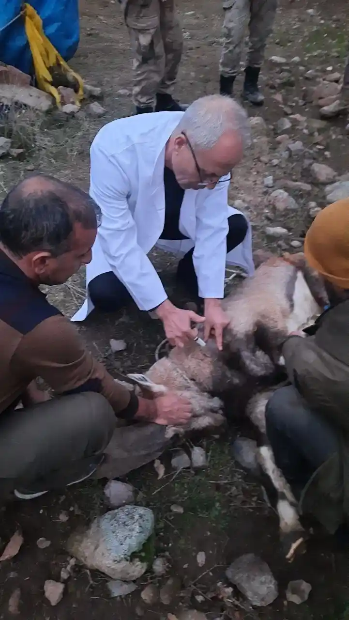 Yaralı dağ keçisi tedavi altına alındı
