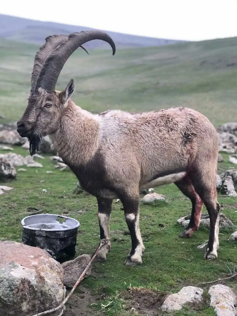 Yaralı dağ keçisi tedavi altına alındı
