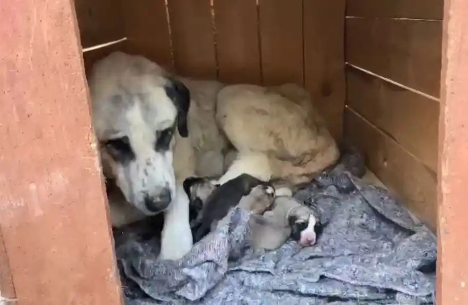 Yeni doğan yavru köpeği kalp masajı yaparak hayata döndürdü