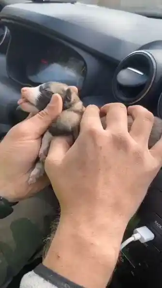 Yeni doğan yavru köpeği kalp masajı yaparak hayata döndürdü
