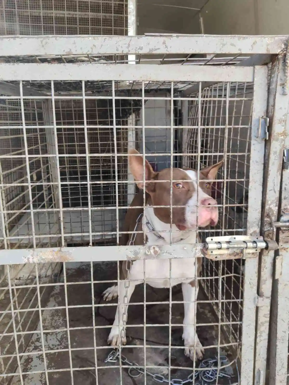 Adana’da 132 yasaklı ırk köpeğe el konuldu
