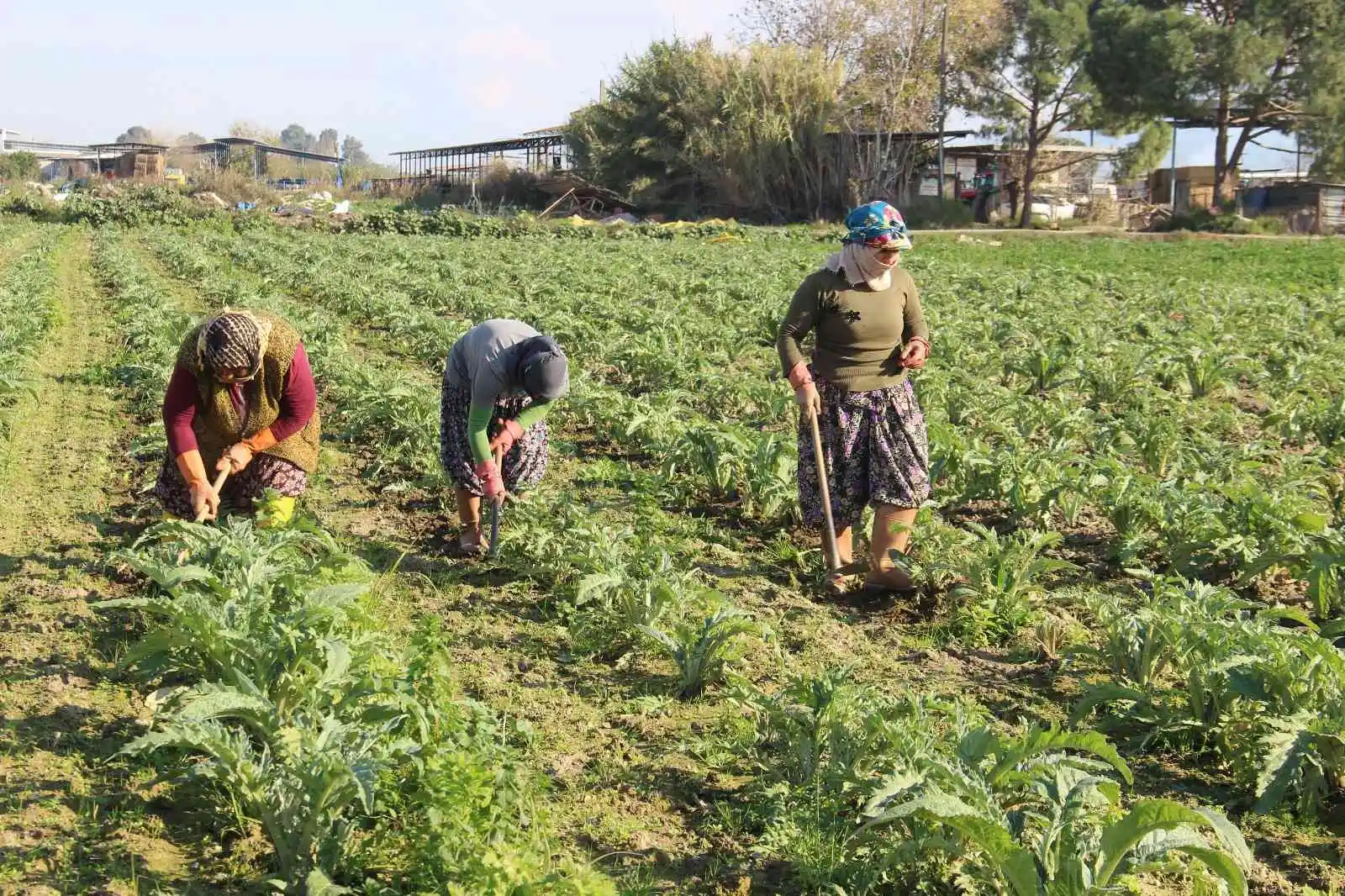 Aydın’da çapacı kadınlar yevmiyelerin düşüklüğünden dert yandı
