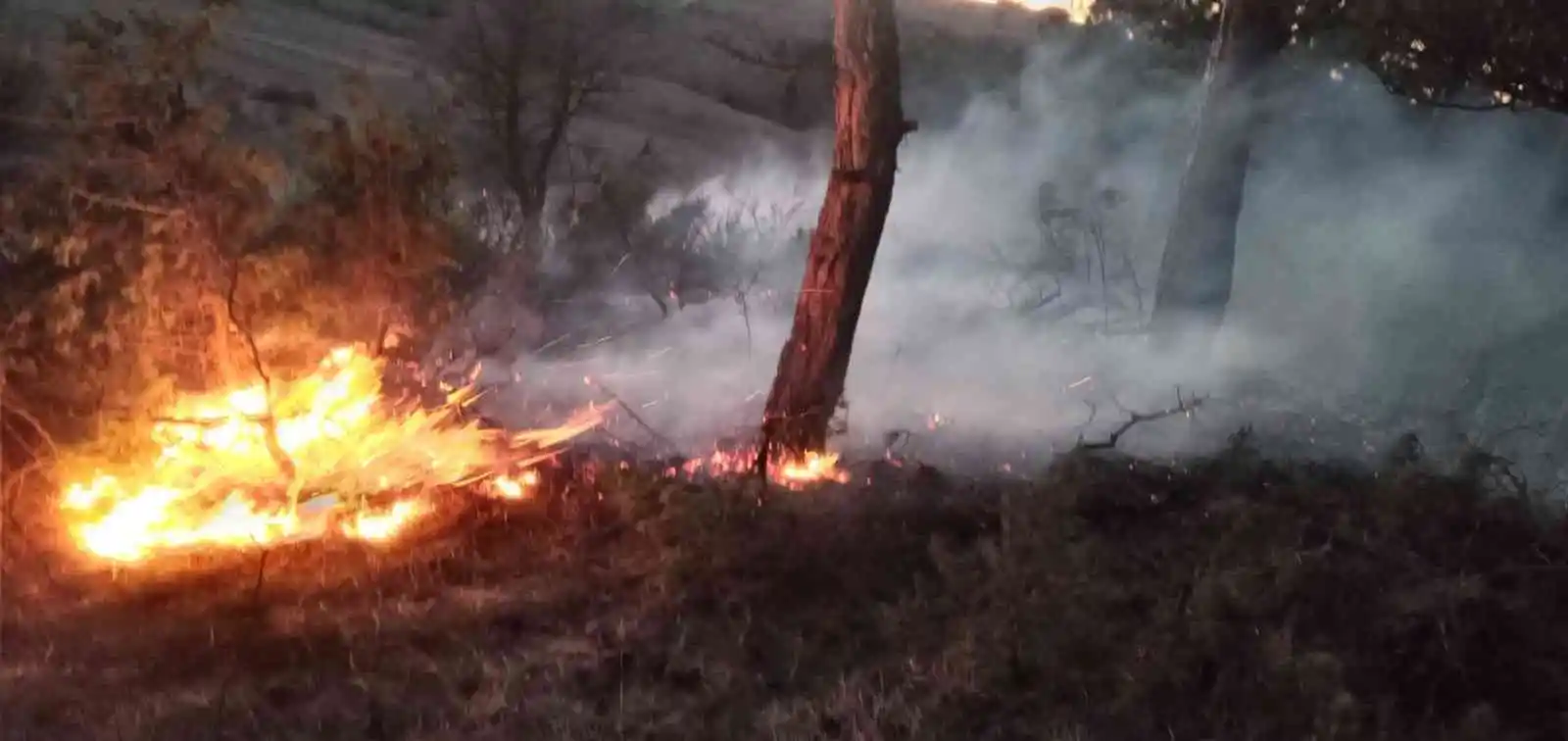 Bolu'da orman yangını
