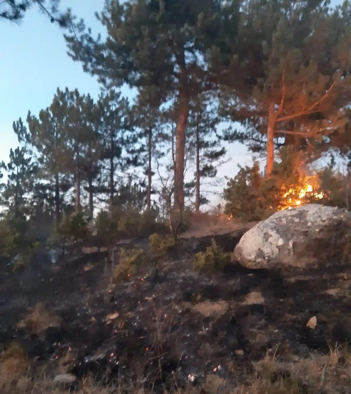 Bolu’da orman yangını
