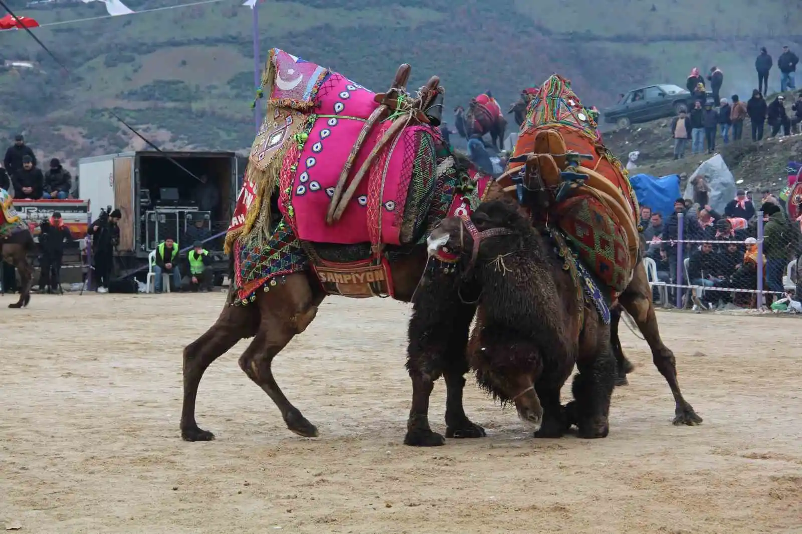 Çan Geleneksel Folklorik Deve Güreşi Festivali düzenlendi
