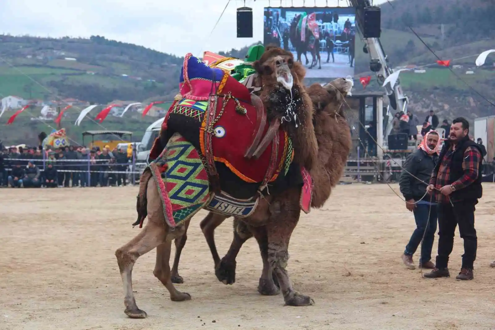 Çan Geleneksel Folklorik Deve Güreşi Festivali düzenlendi
