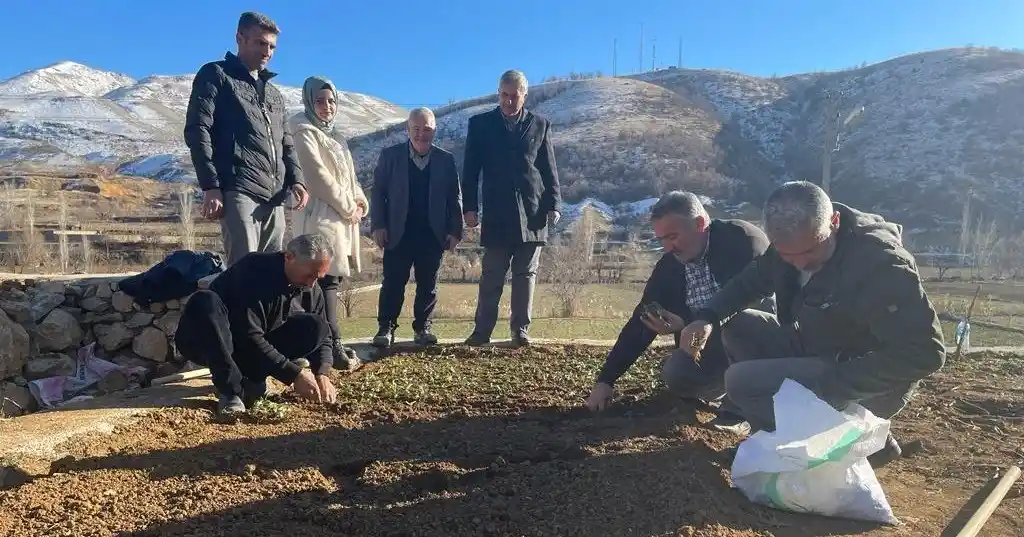 Çelikhan'da 'salep' deneniyor