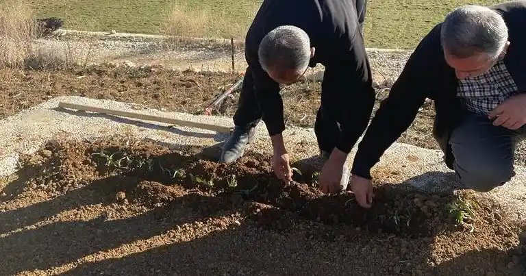 Çelikhan’da ‘salep’ deneniyor