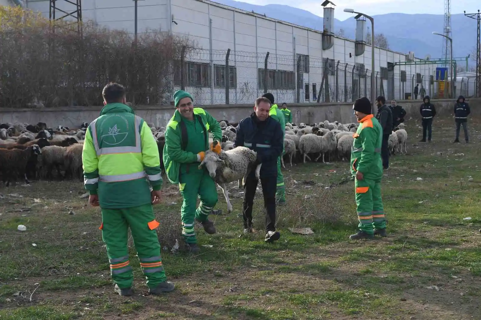 Ekili arazilere zarar veren koyunlara zabıta müdahale etti
