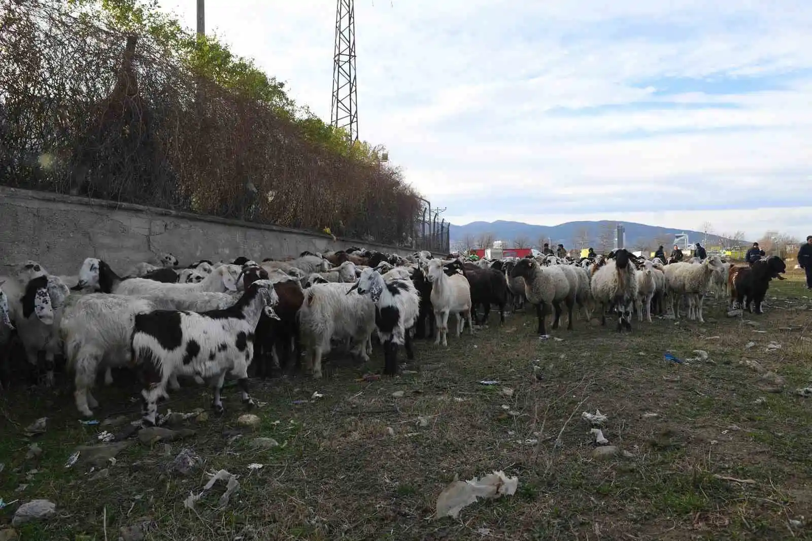 Ekili arazilere zarar veren koyunlara zabıta müdahale etti
