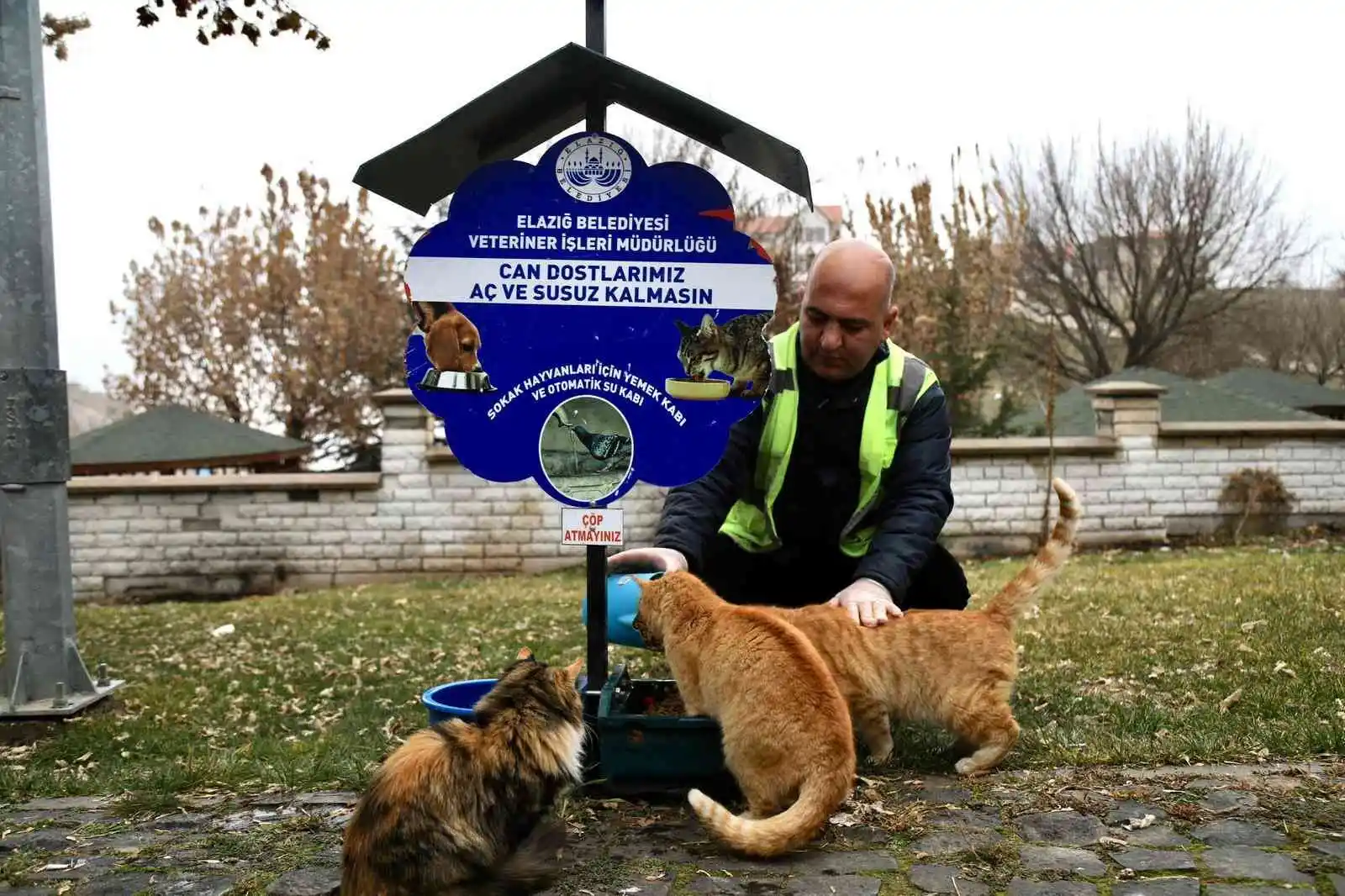 Elazığ Belediyesi, sokak hayvanlarını yalnız bırakmıyor
