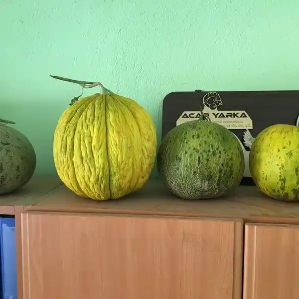 Karahallı Düğleği tescil aldı