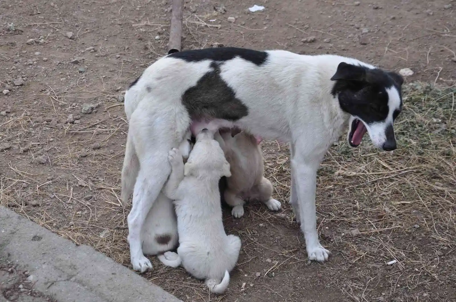 Kars’ta anne köpek yavrularını doyurdu