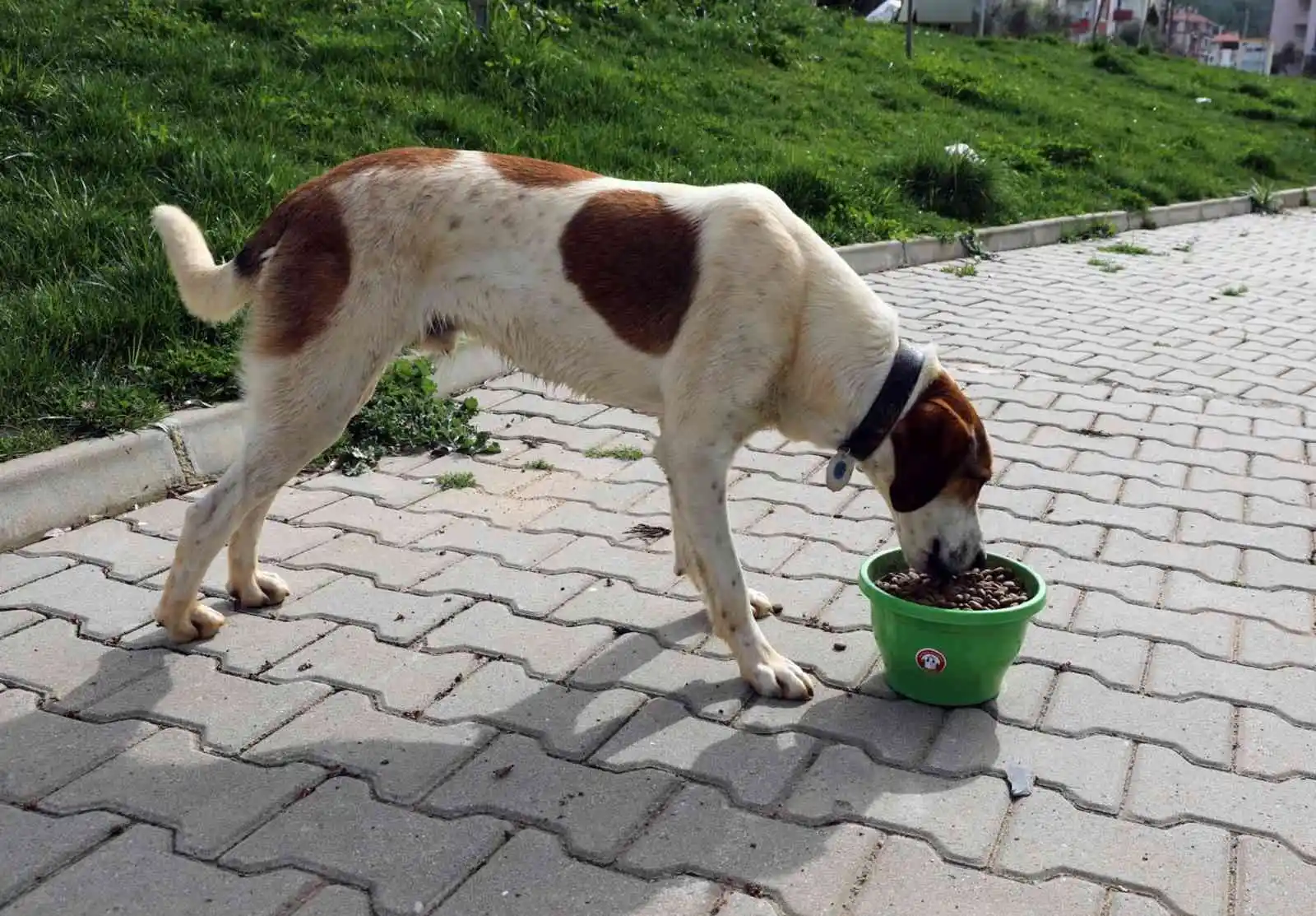 Menteşe Belediyesi sokaktaki can dostları unutmadı
