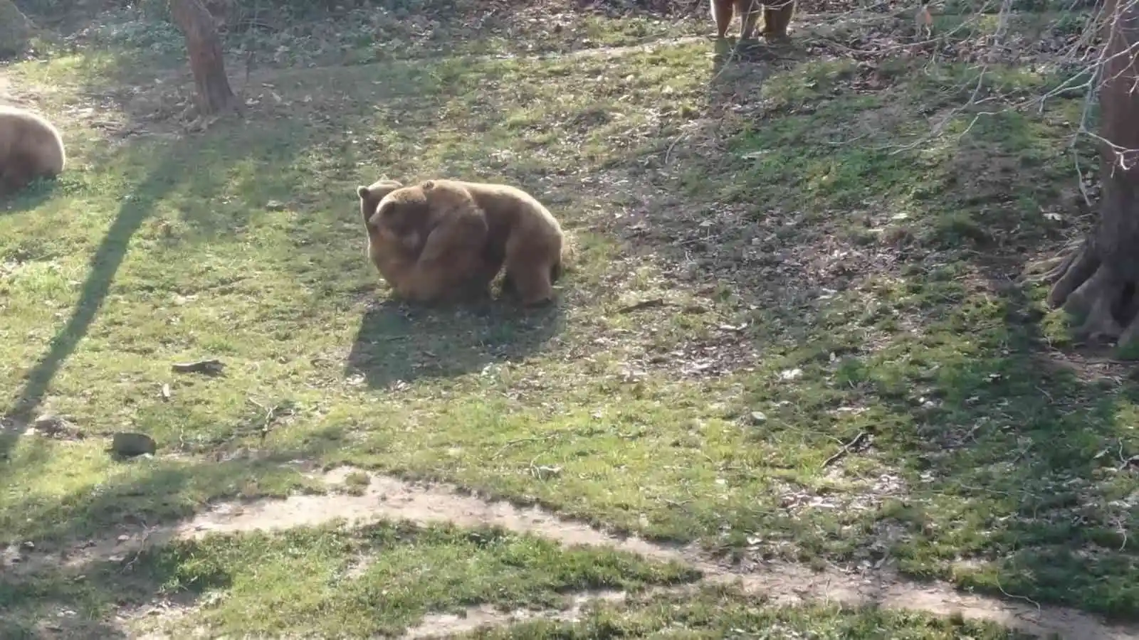 (Özel) Güzel havayı gören ayılar güreşe tutundu
