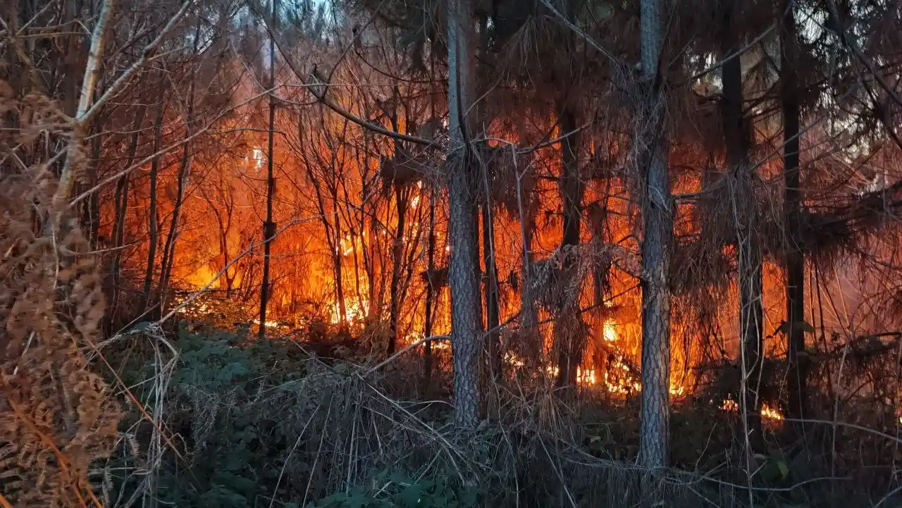 Sakarya'da orman yangını
