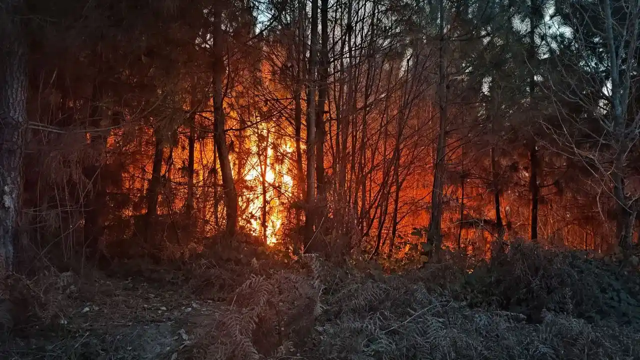 Sakarya’da orman yangını
