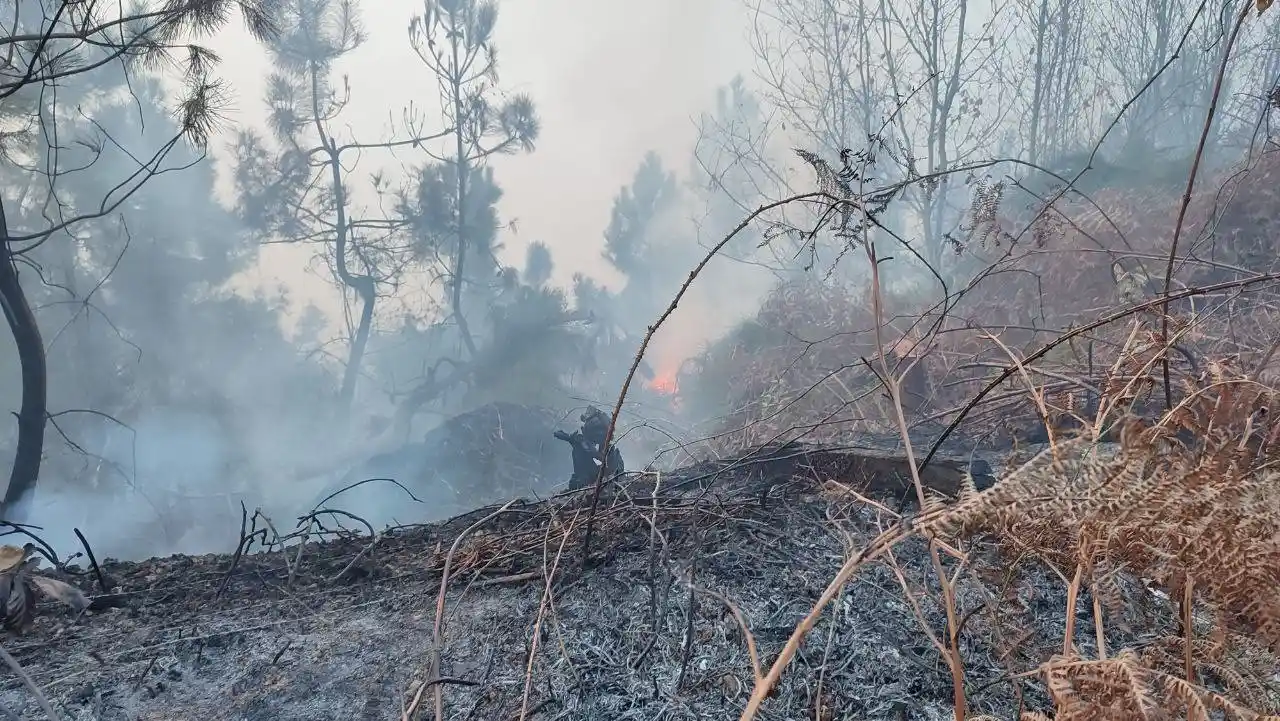 Sakarya’da orman yangını
