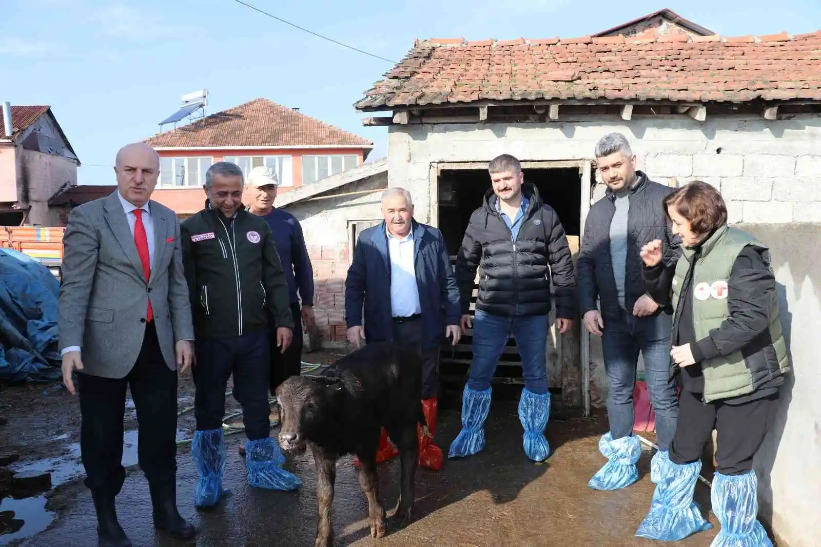 Samsun'da mandalara suni tohumlama projesi meyvelerini veriyor
