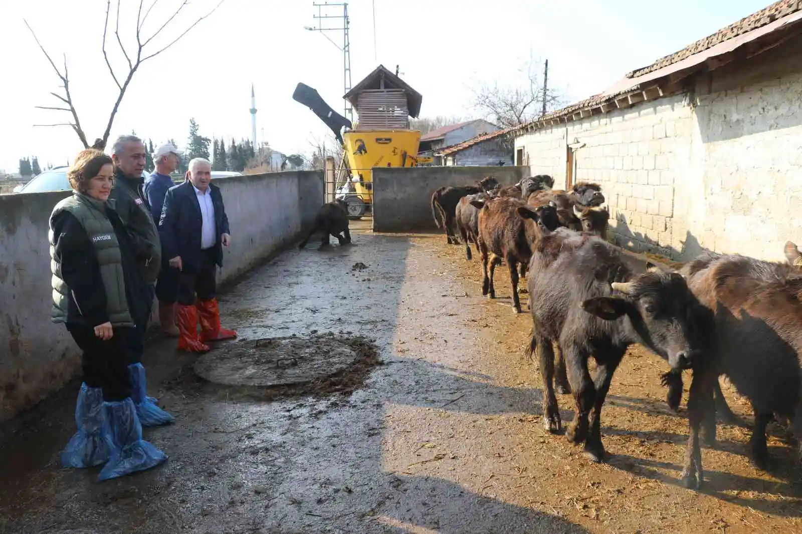 Samsun’da mandalara suni tohumlama projesi meyvelerini veriyor
