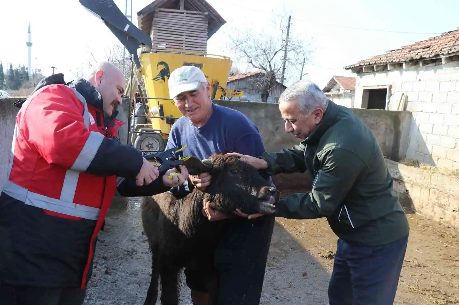 Samsun’da mandalara suni tohumlama projesi meyvelerini veriyor
