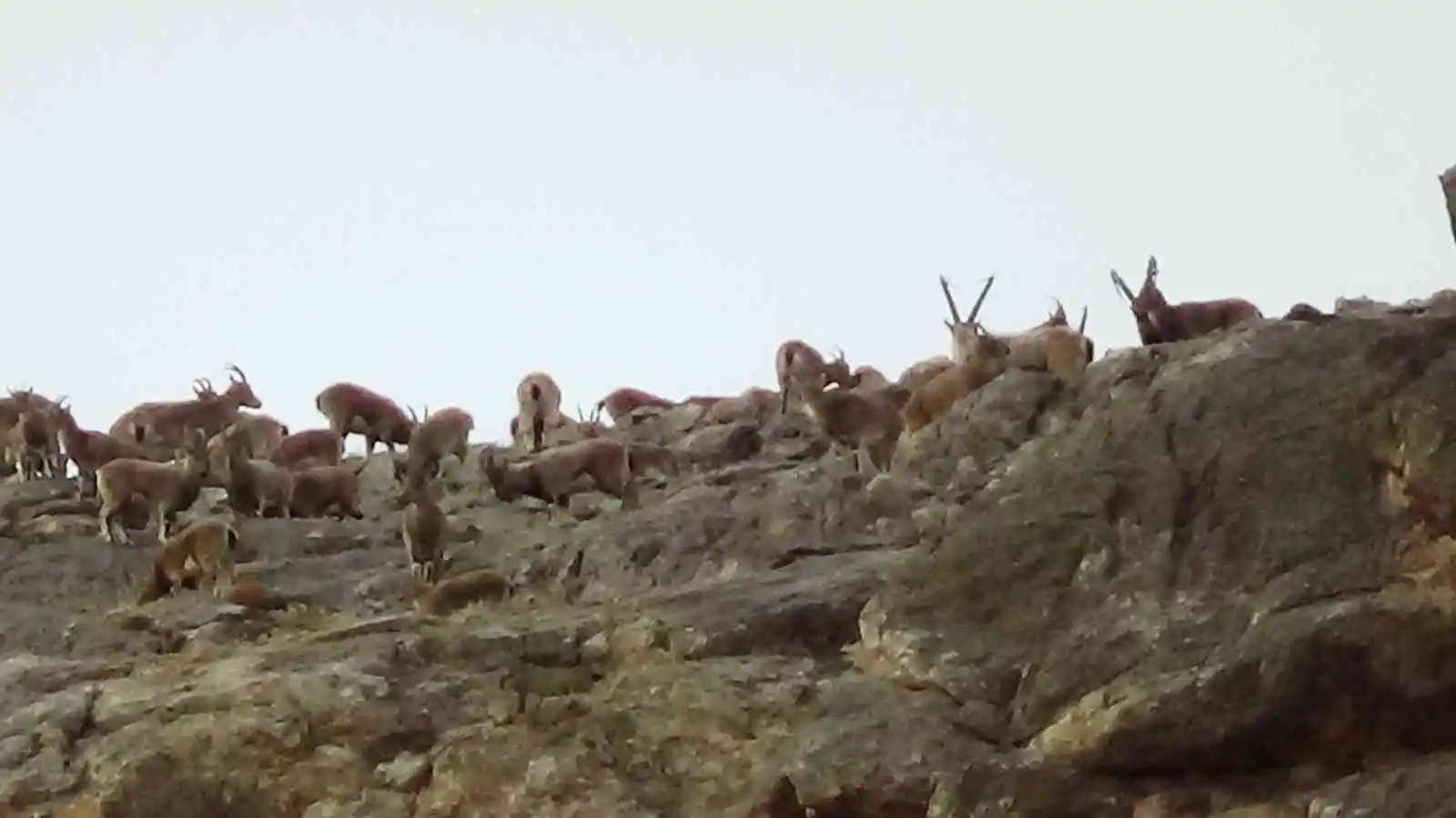Yaban keçileri DKMP tarafından kayıt altına alınıyor

