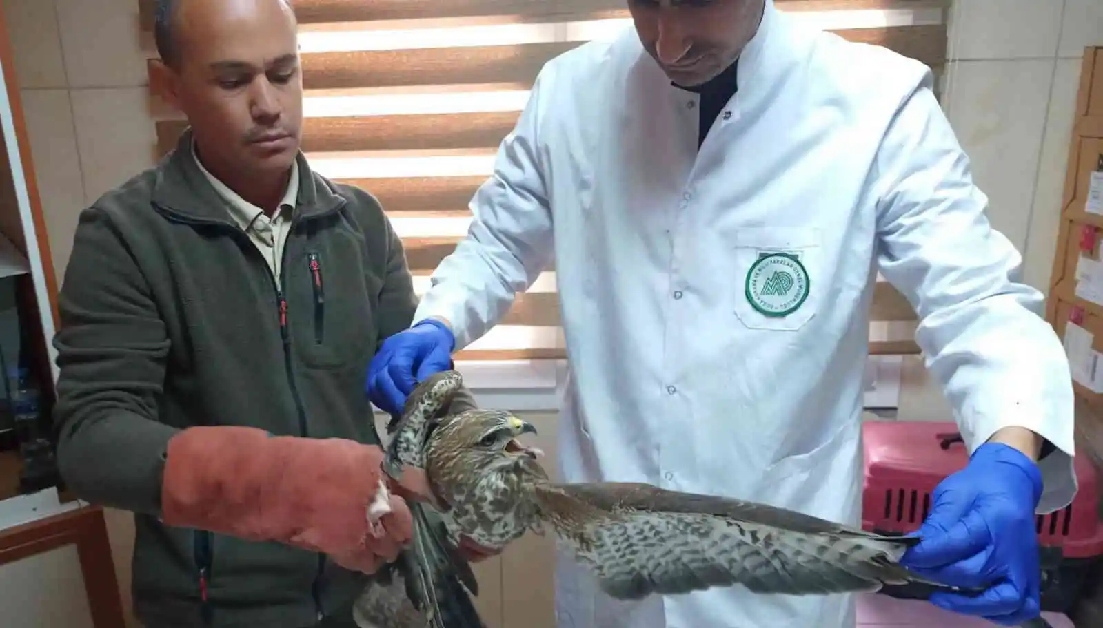 Yaralı bulunan çeltikçi kuşu ve kızıl şahin tedaviye alındı
