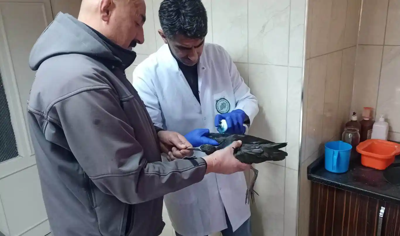 Yaralı bulunan çeltikçi kuşu ve kızıl şahin tedaviye alındı
