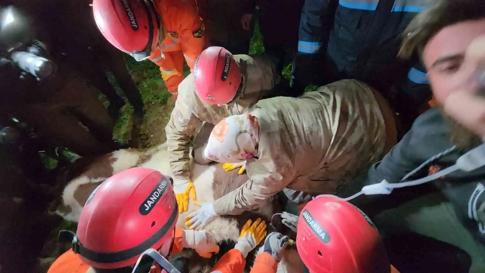 Günlerce enkaz altına sürünerek girip beslediği ineğine 11 gün sonra kavuştu
