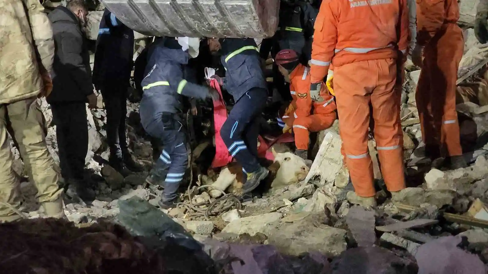 Günlerce enkaz altına sürünerek girip beslediği ineğine 11 gün sonra kavuştu
