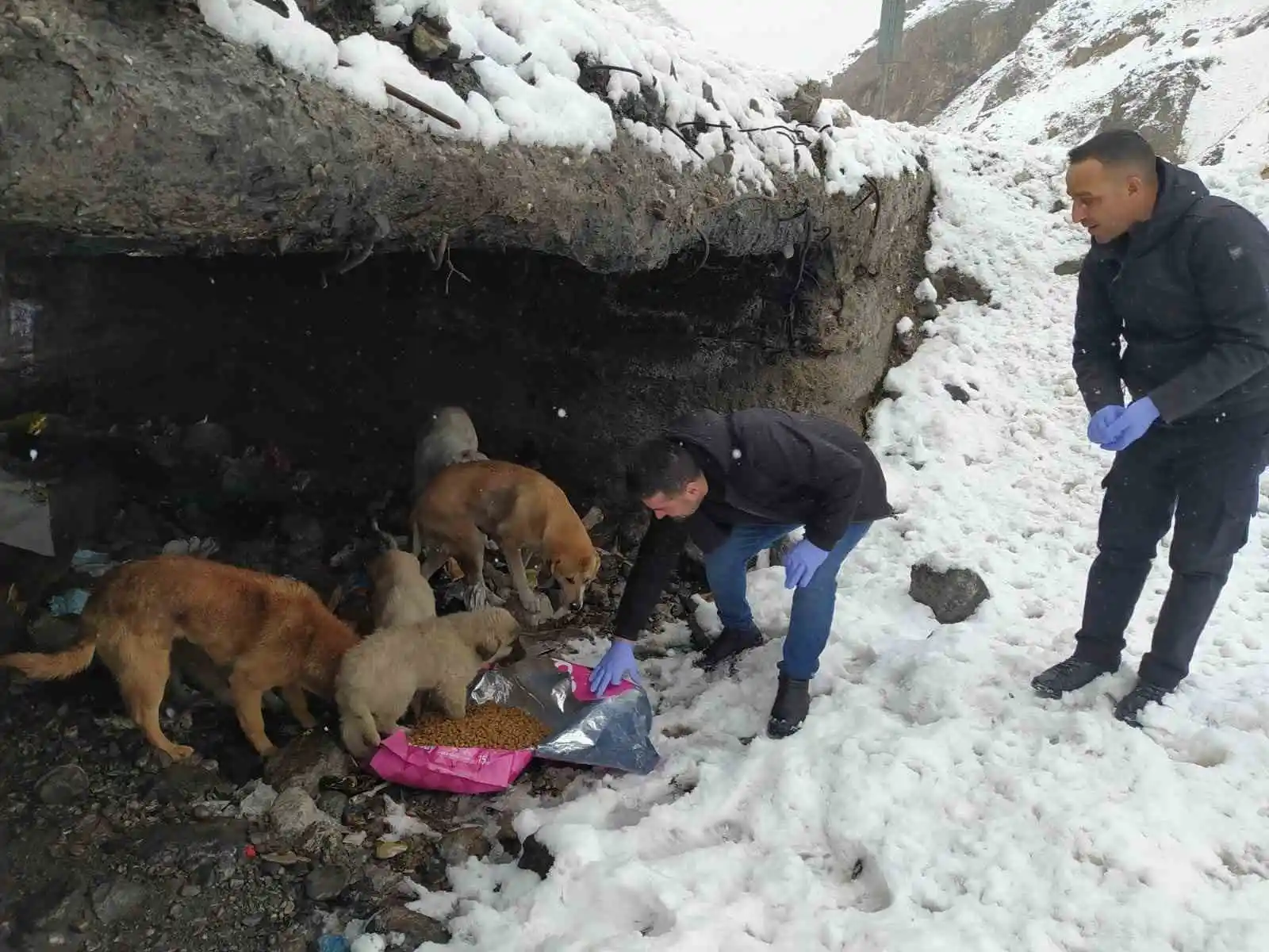 Hakkari'de başıboş köpeklere yiyecek bırakıldı
