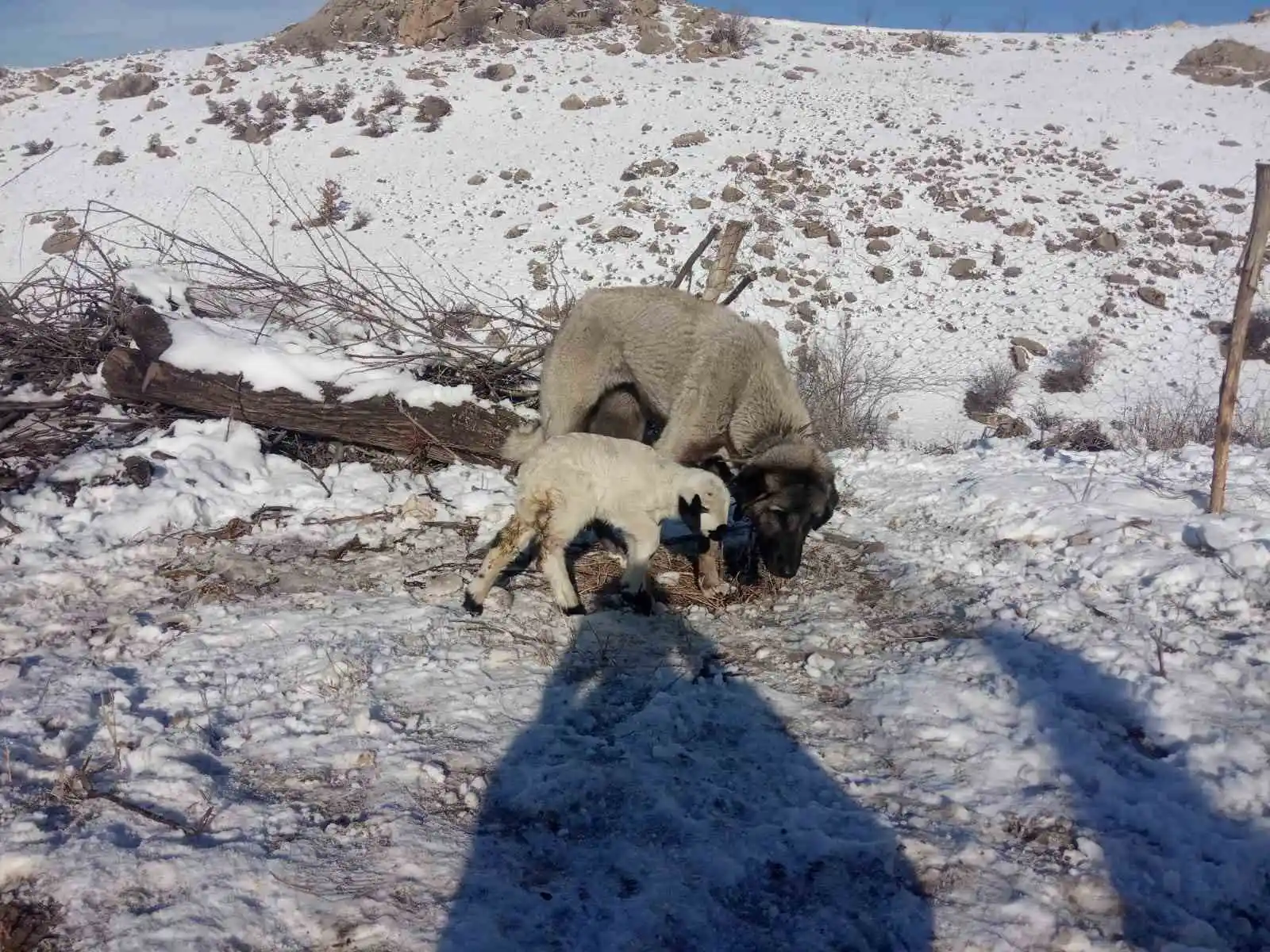 Kangal köpeği kuzunun süt annesi oldu
