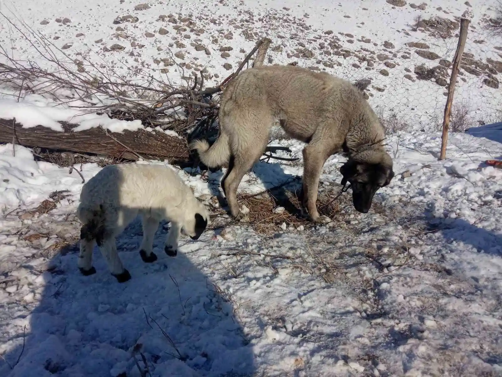 Kangal köpeği kuzunun süt annesi oldu
