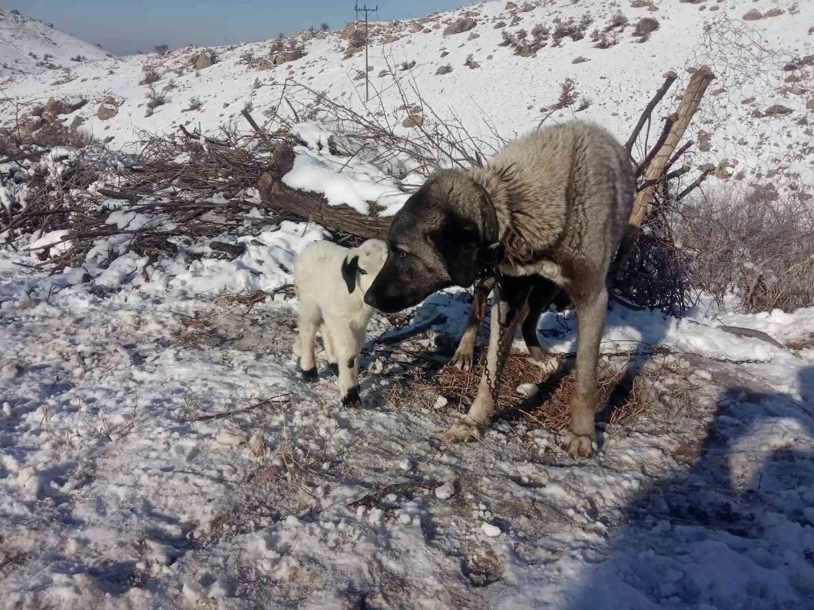 Kangal köpeği kuzunun süt annesi oldu
