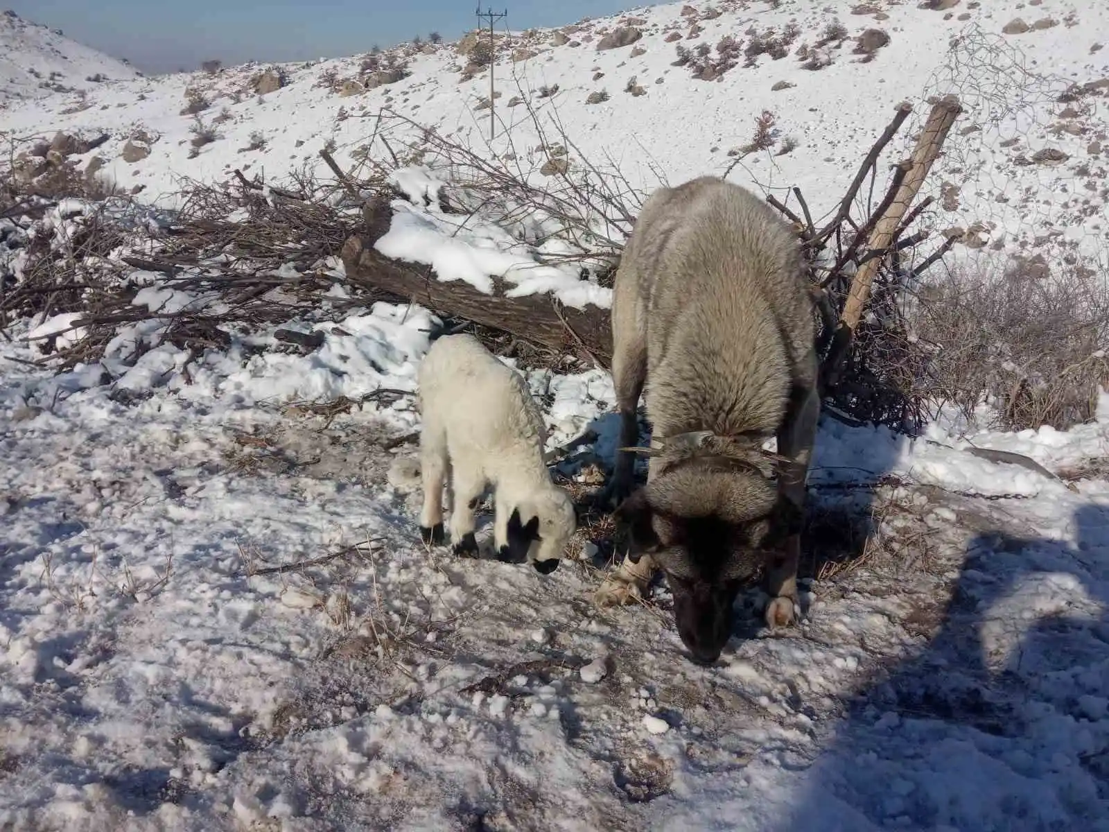 Kangal köpeği kuzunun süt annesi oldu
