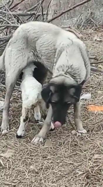 Kangal köpeği kuzunun süt annesi oldu
