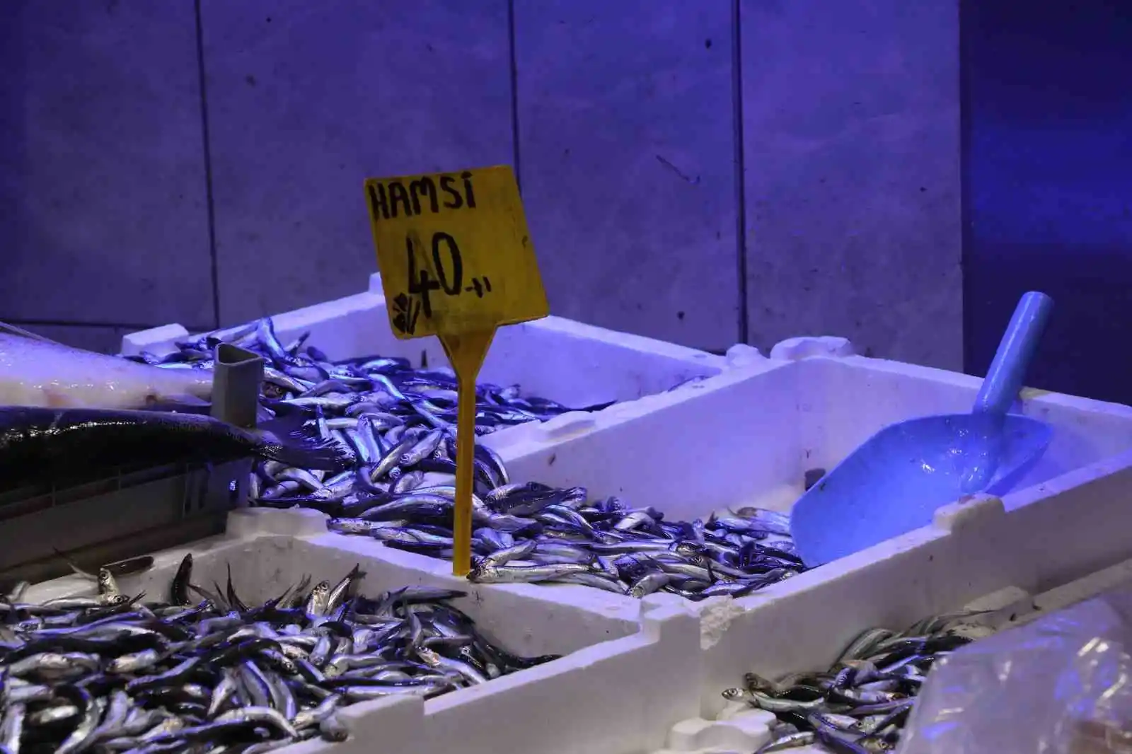 Karadeniz’deki fırtına balık avını aksattı, tezgahlar buzhane balıklarına kaldı
