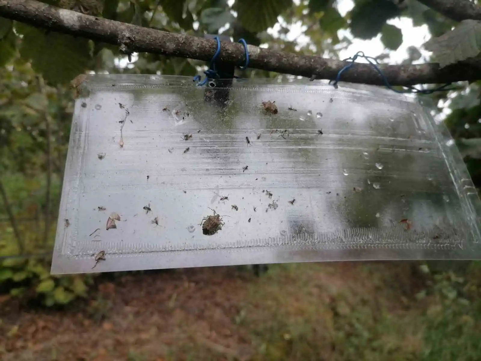 Samsun’un bitkileri zararlılardan korunuyor
