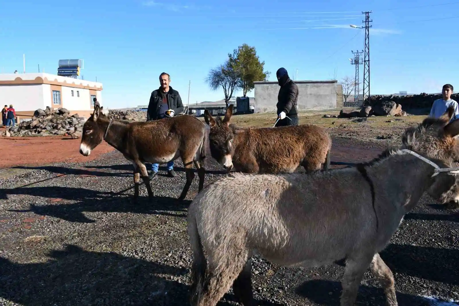 Siverek'te başıboş eşekler toplanıyor
