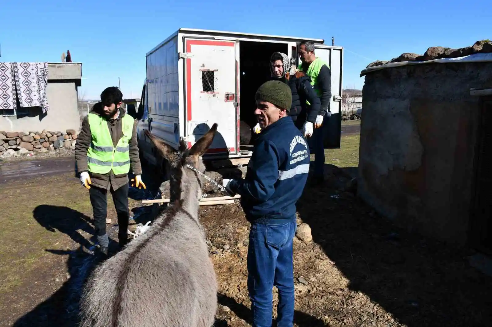 Siverek’te başıboş eşekler toplanıyor
